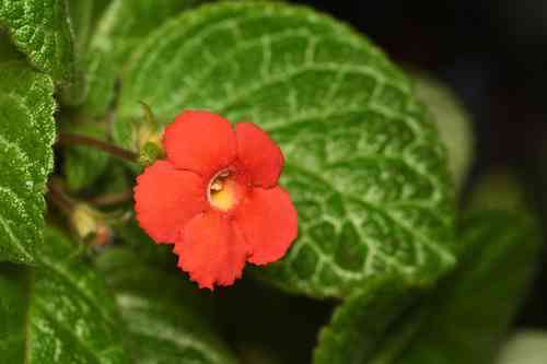 Flame violet(Episcia cupreata)