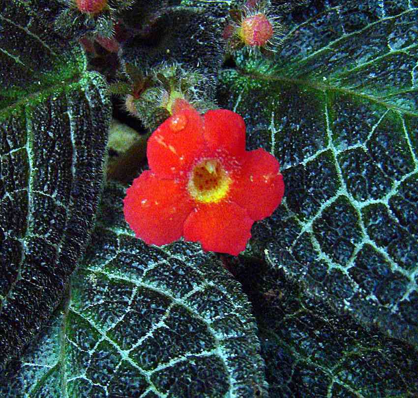Flame violet(Episcia cupreata)