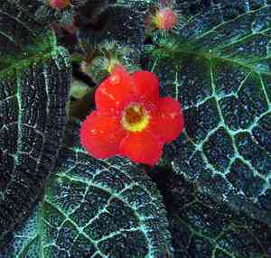Flame violet(Episcia cupreata)