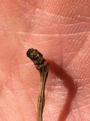 Water horsetail(Equisetum fluviatile)