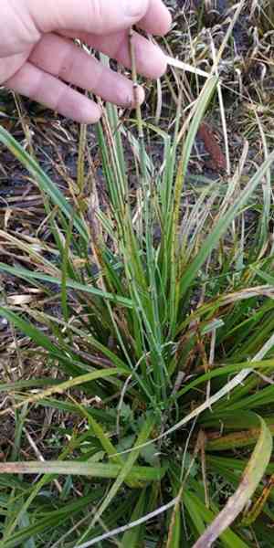 Water horsetail(Equisetum fluviatile)