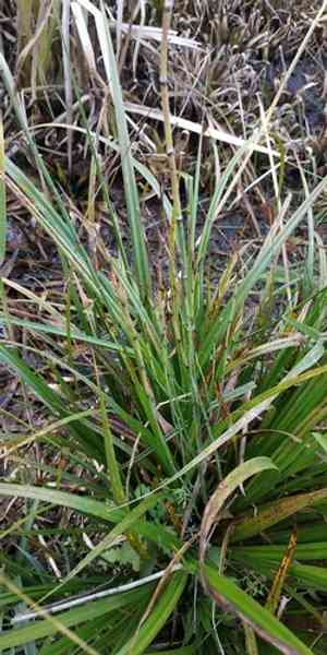 Water horsetail(Equisetum fluviatile)