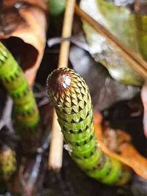 Water horsetail(Equisetum fluviatile)