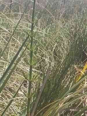 Giant horsetail(Equisetum giganteum)