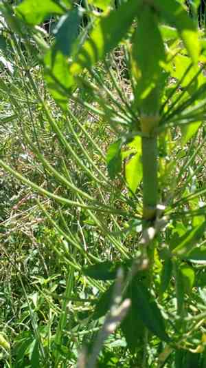 Giant horsetail(Equisetum giganteum)