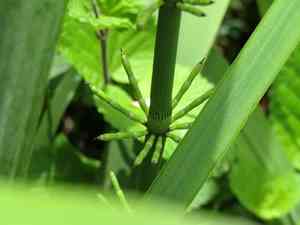 Giant horsetail(Equisetum giganteum)