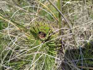 Giant horsetail(Equisetum giganteum)