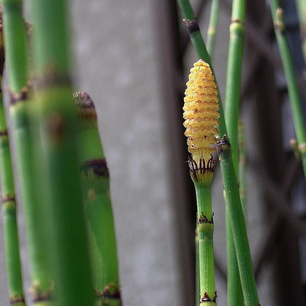Rough horsetail