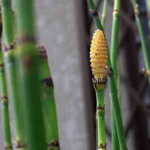 Rough horsetail(Equisetum hyemale)