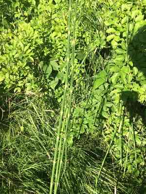 Rough horsetail(Equisetum hyemale)