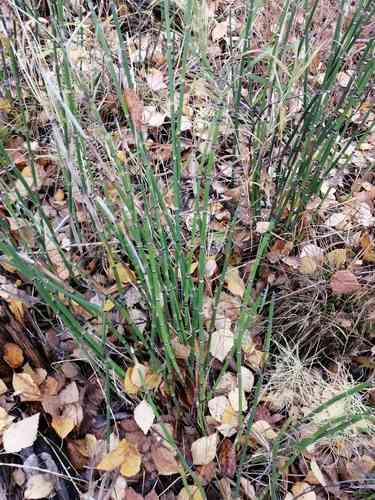 Rough horsetail(Equisetum hyemale)