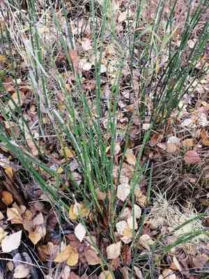 Rough horsetail(Equisetum hyemale)