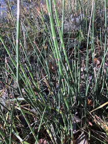 Rough horsetail(Equisetum hyemale)
