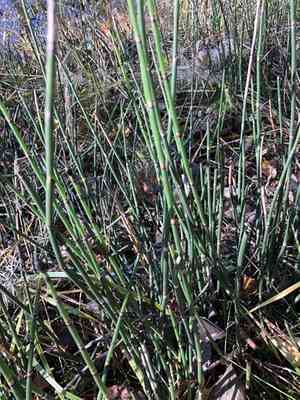 Rough horsetail(Equisetum hyemale)
