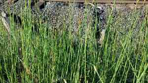 Smooth horsetail(Equisetum laevigatum)