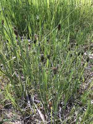 Smooth horsetail(Equisetum laevigatum)