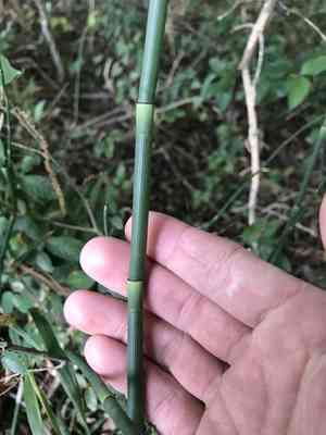 Smooth horsetail(Equisetum laevigatum)