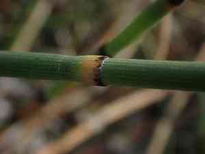 Smooth horsetail(Equisetum laevigatum)