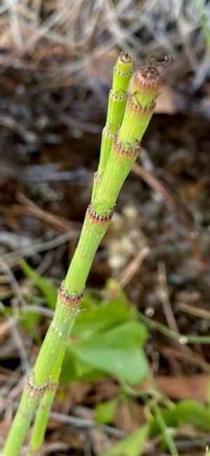 Branched scouringrush(Equisetum ramosissimum)