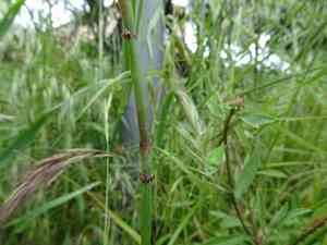 Branched scouringrush(Equisetum ramosissimum)