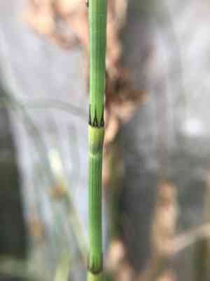 Branched scouringrush(Equisetum ramosissimum)