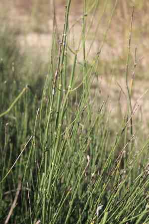 Branched scouringrush(Equisetum ramosissimum)
