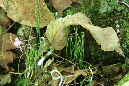 Dwarf horsetail(Equisetum scirpoides)