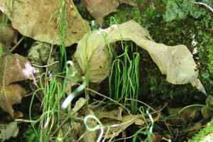 Dwarf horsetail(Equisetum scirpoides)