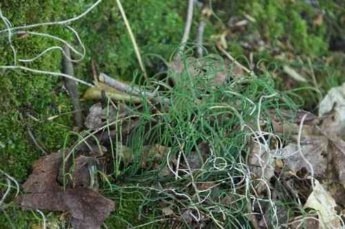 Dwarf horsetail(Equisetum scirpoides)