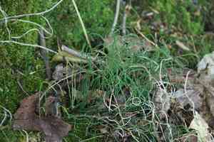 Dwarf horsetail(Equisetum scirpoides)