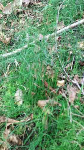 Dwarf horsetail(Equisetum scirpoides)