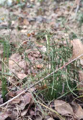 Dwarf horsetail(Equisetum scirpoides)