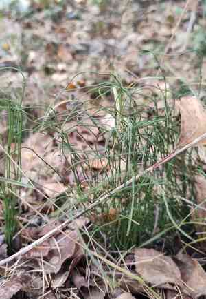 Dwarf horsetail(Equisetum scirpoides)
