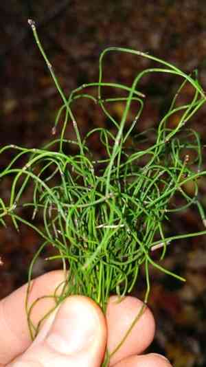 Dwarf horsetail(Equisetum scirpoides)