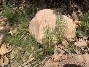 Horsetails (Equisetum)(Equisetum)