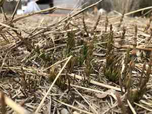 Horsetails (Equisetum)(Equisetum)