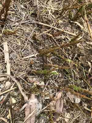 Horsetails (Equisetum)(Equisetum)
