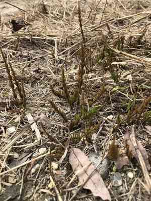 Horsetails (Equisetum)(Equisetum)