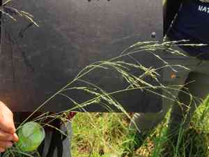 Thalia lovegrass(Eragrostis atrovirens)