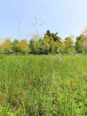 Thalia lovegrass(Eragrostis atrovirens)
