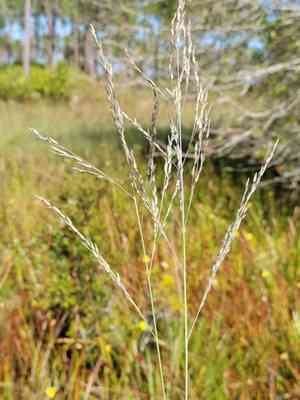 Thalia lovegrass(Eragrostis atrovirens)