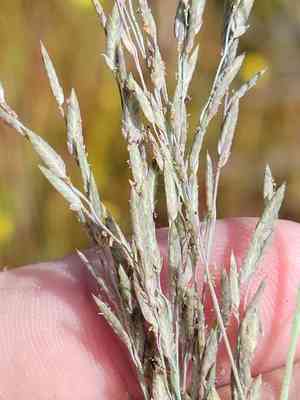 Thalia lovegrass(Eragrostis atrovirens)