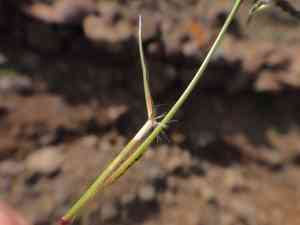 Mediterranean lovegrass(Eragrostis barrelieri)