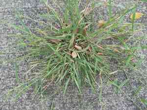 Mediterranean lovegrass(Eragrostis barrelieri)