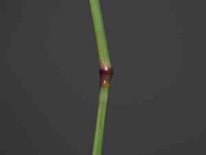 Mediterranean lovegrass(Eragrostis barrelieri)