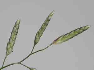 Mediterranean lovegrass(Eragrostis barrelieri)