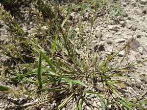 Candy Grass(Eragrostis cilianensis)