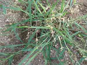 Candy Grass(Eragrostis cilianensis)