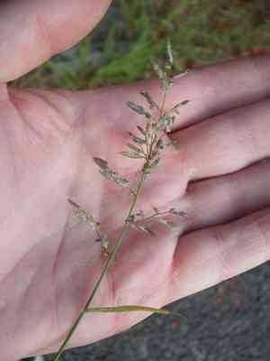 Candy Grass(Eragrostis cilianensis)