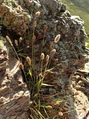 Gophertail lovegrass(Eragrostis ciliaris)